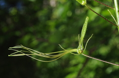 Cleome viridiflora