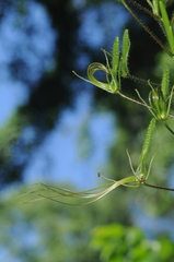 Cleome viridiflora