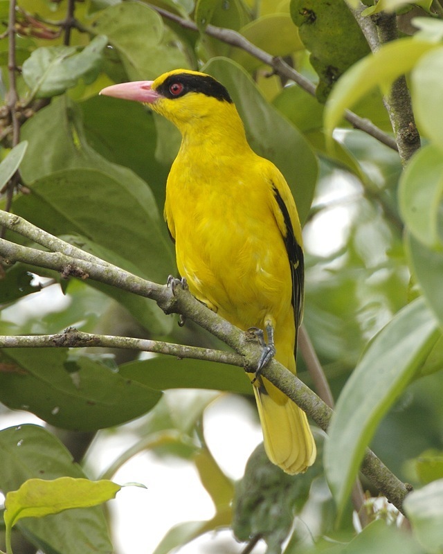 Black-naped oriole - Wikipedia