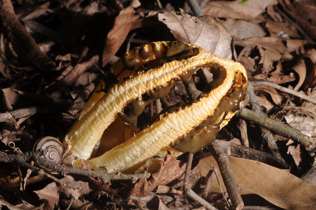 Blumenavia rhacodes · January 2014 · photo: © aacocucci (iNaturalist, cc-by)