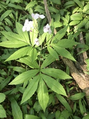 Cardamine heptaphylla