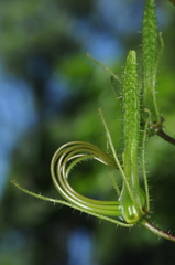 Cleome viridiflora