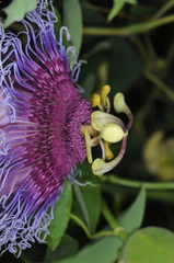 Passiflora cincinnata