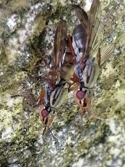 Dorycera