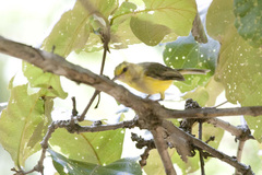 Vireo hypochryseus