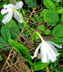 (c) Philippe Hornus, some rights reserved (CC BY) Crinum jagus, photograph (c) Philippe Hornus, some rights reserved (CC BY)