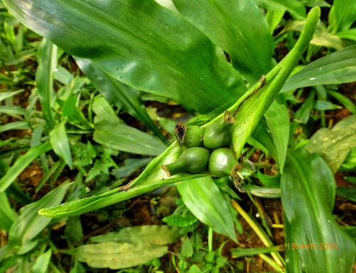 Crinum jagus, photograph 5
