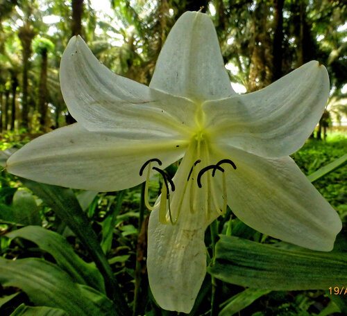 Crinum jagus, photograph 3
