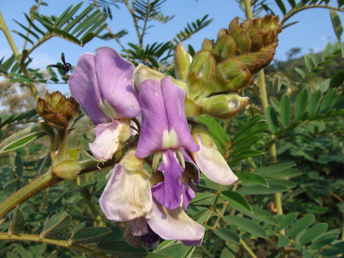 Image of Tephrosia vogelii by (c) Alexis López Hernández, some rights reserved (CC BY)