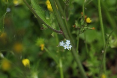 Trigonotis peduncularis