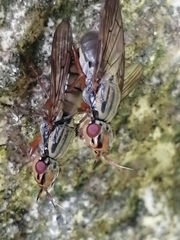 Dorycera