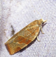Pandemis cinnamomeana