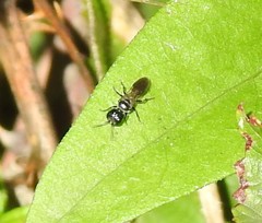 Pemphredonina