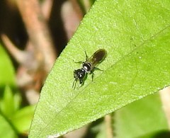 Pemphredonina