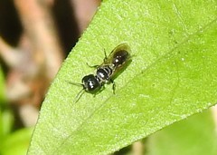 Pemphredonina
