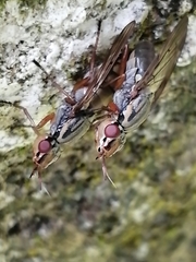 Dorycera