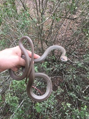 Masticophis schotti ruthveni