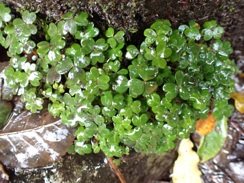 Oxalis magellanica, photograph 6