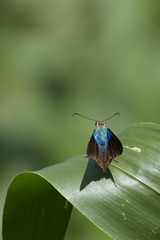 Astraptes