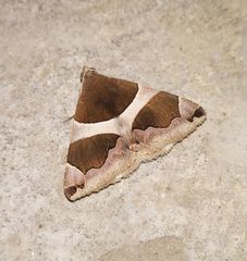 Poaphilini