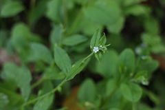 Bothriospermum chinense