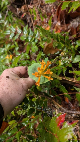 orange honeysuckle