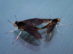 Chrysopilus velutinus