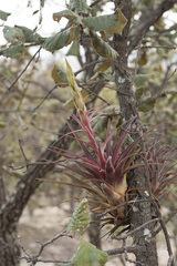 Tillandsia hintoniana