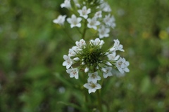 Lysimachia candida