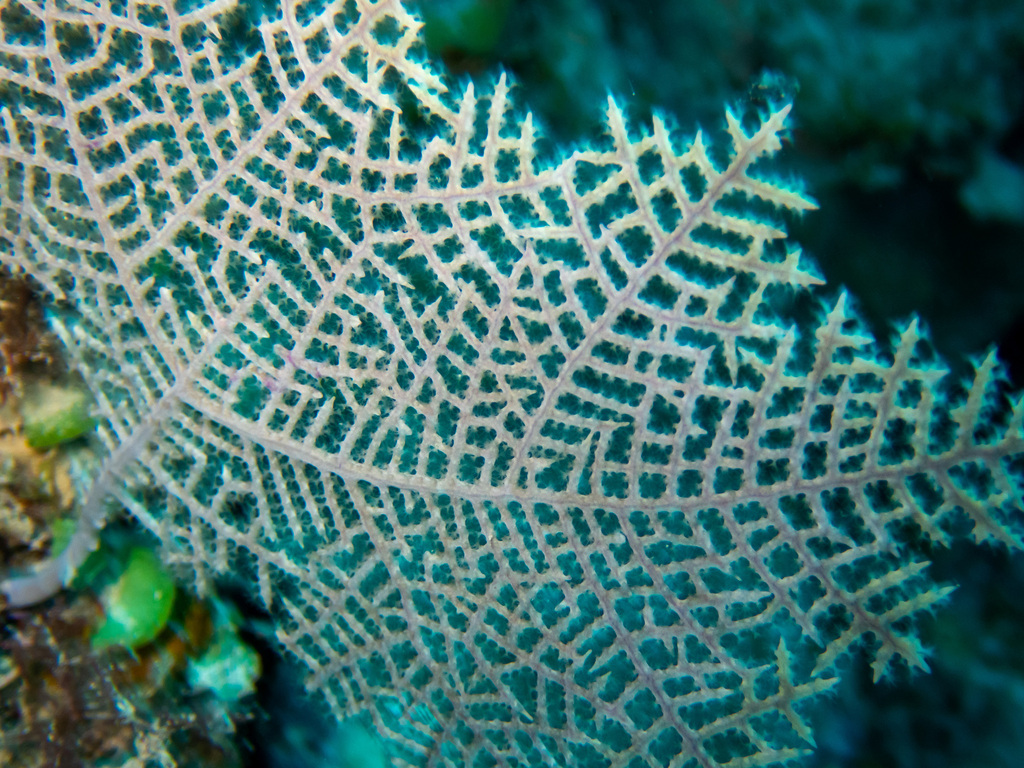 Wide-mesh Sea Fan