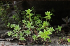Sedum bulbiferum