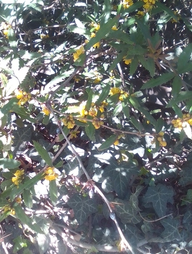 Yunnan Barberry (Berberis pruinosa)