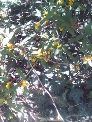 Berberis pruinosa