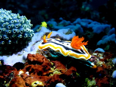 Chromodoris magnifica
