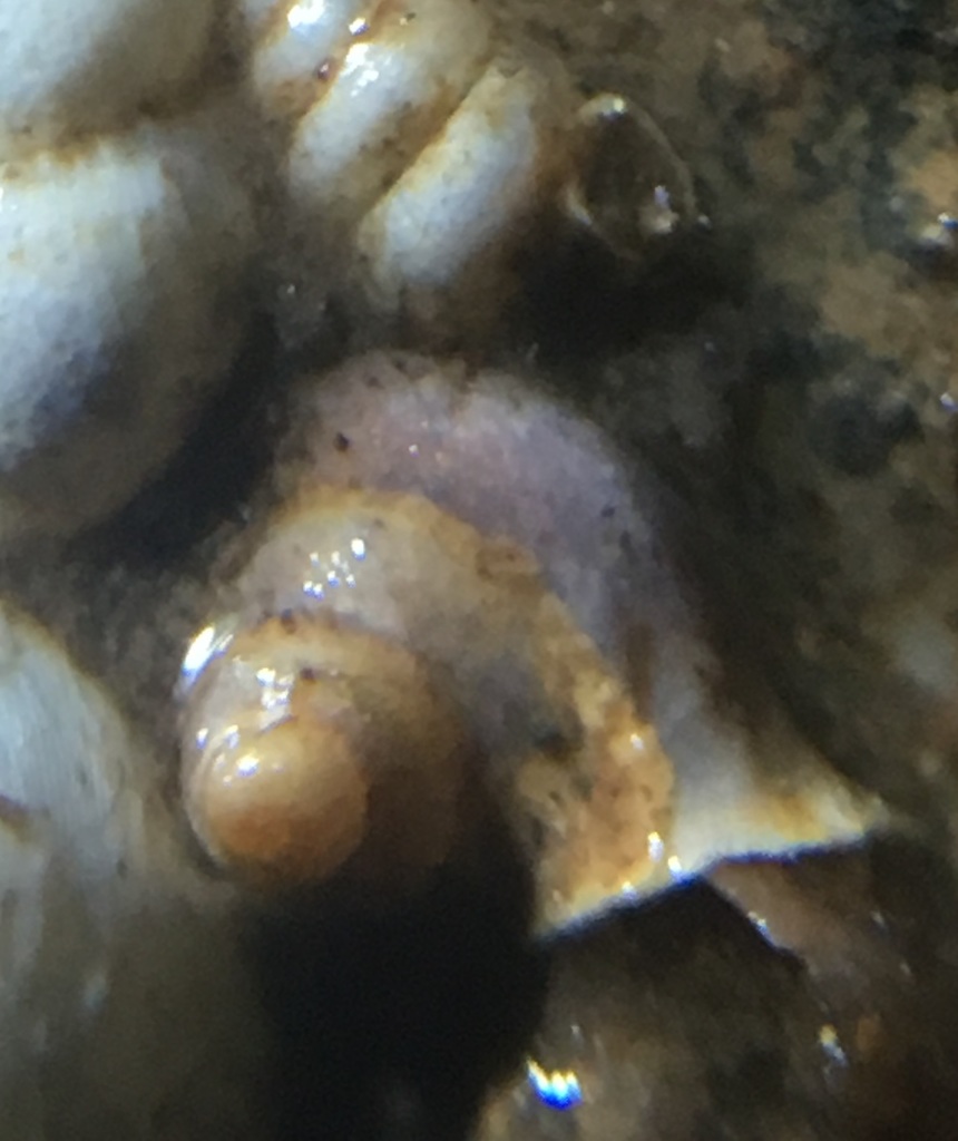 Eastern Trumpetsnail