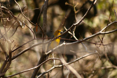 Pheucticus chrysopeplus