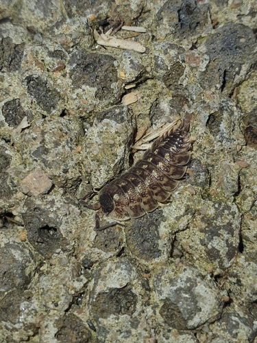 Brickwork Woodlouse