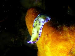 Pseudoceros laingensis