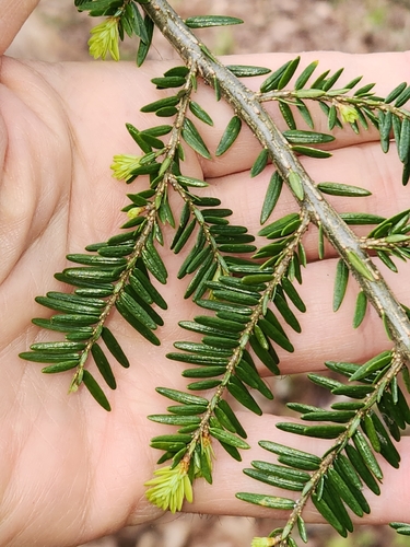 Eastern Hemlock