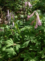 Angiospermae