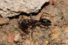 Odontomachus simillimus