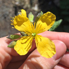 Chelidonium majus