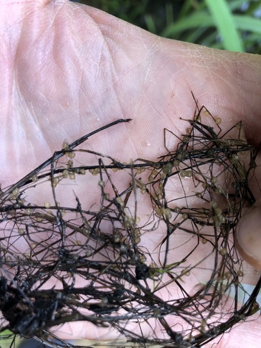 Potamogeton trichoides, photograph 6