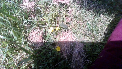 Oxalis exilis iNat (2)