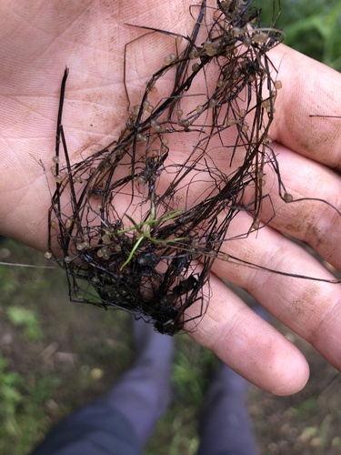 Potamogeton trichoides, photograph 5