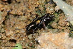 Tridactylidae