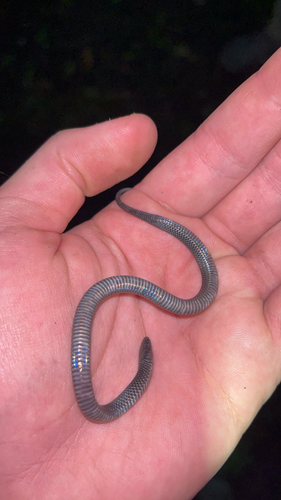 Dark-bellied Worm Snake