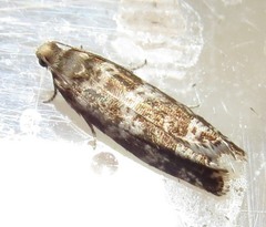 Epinotia tedella