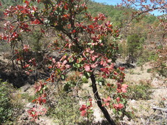 Quercus jonesii