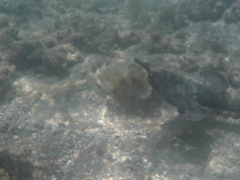 Ogcocephalidae